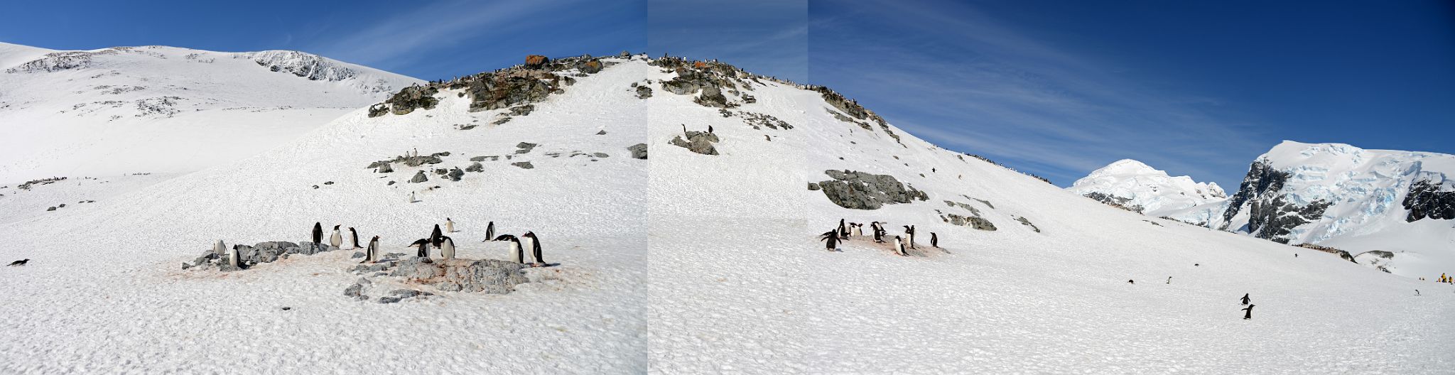 22A Panoramic View Of Gentoo Penguins On Cuverville Island On Quark Expeditions Antarctica Cruise
